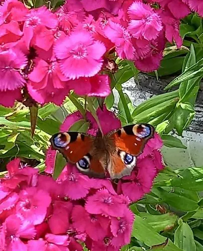 Cambote Vivienda Turistica Lugo